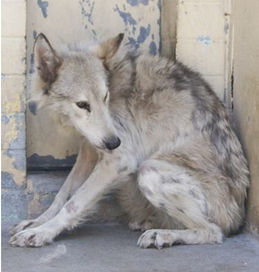 perro-lobo-en-la-calle8