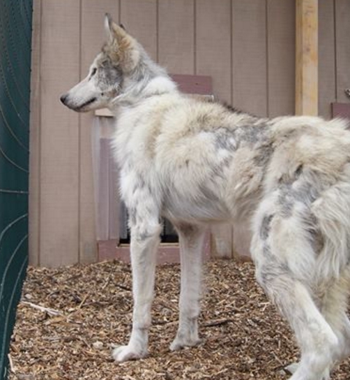 perro-lobo-en-la-calle9