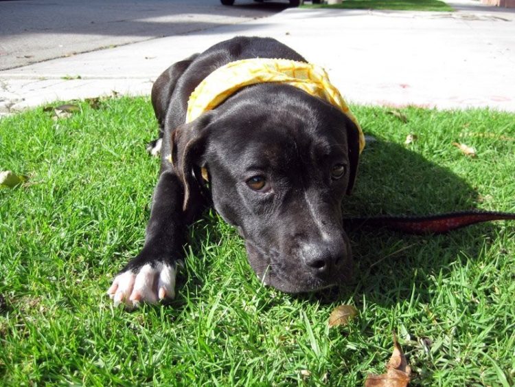 perro refugio asustado para caminar sale al exterior 2