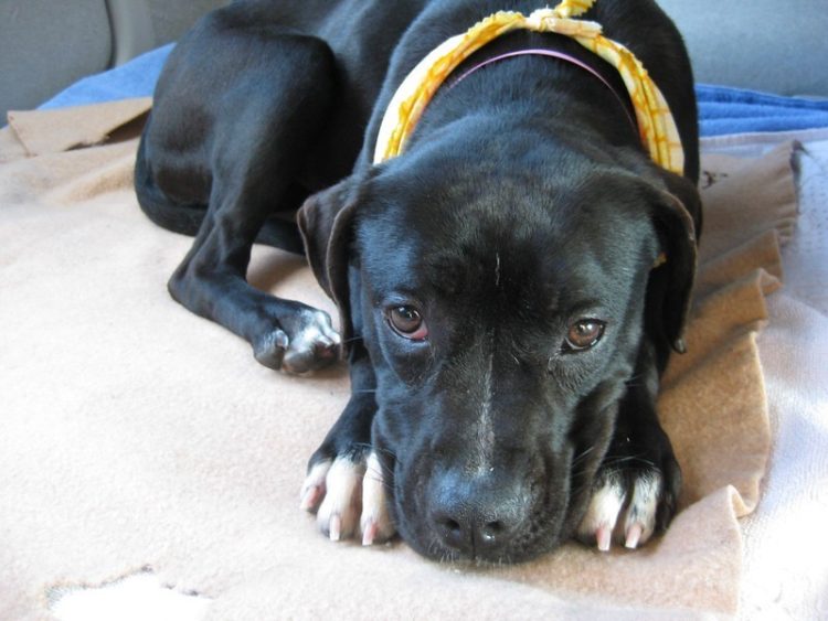 perro refugio asustado para caminar sale al exterior 3