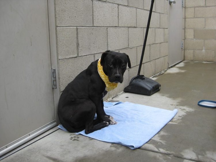 perro refugio asustado para caminar sale al exterior 5