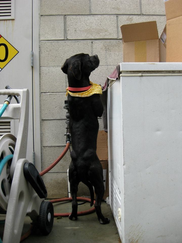 perro refugio asustado para caminar sale al exterior 6