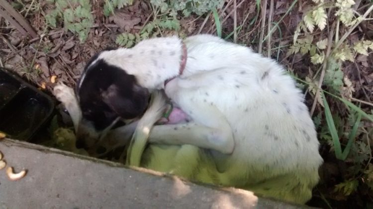 perros abandonados verano