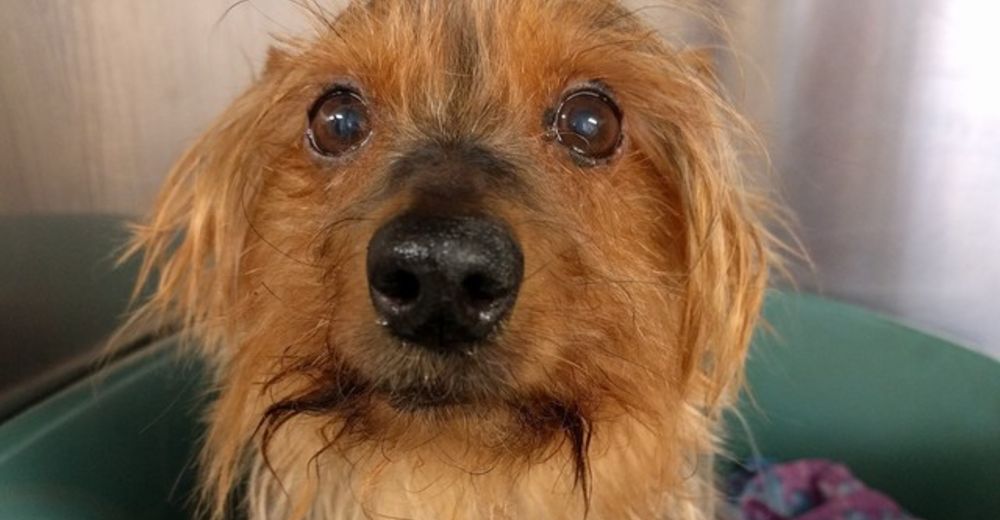 El verano no siempre supone vacaciones para todos… Para muchos perros es un paseo sin retorno El verano no siempre supone vacaciones para todos… Para muchos perros es un paseo sin retorno