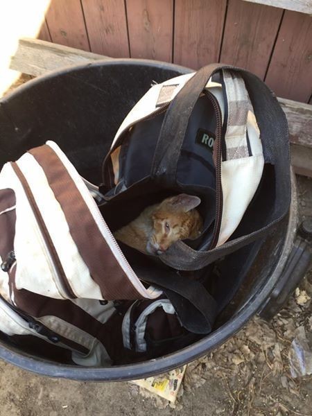 perros abandonados verano gato