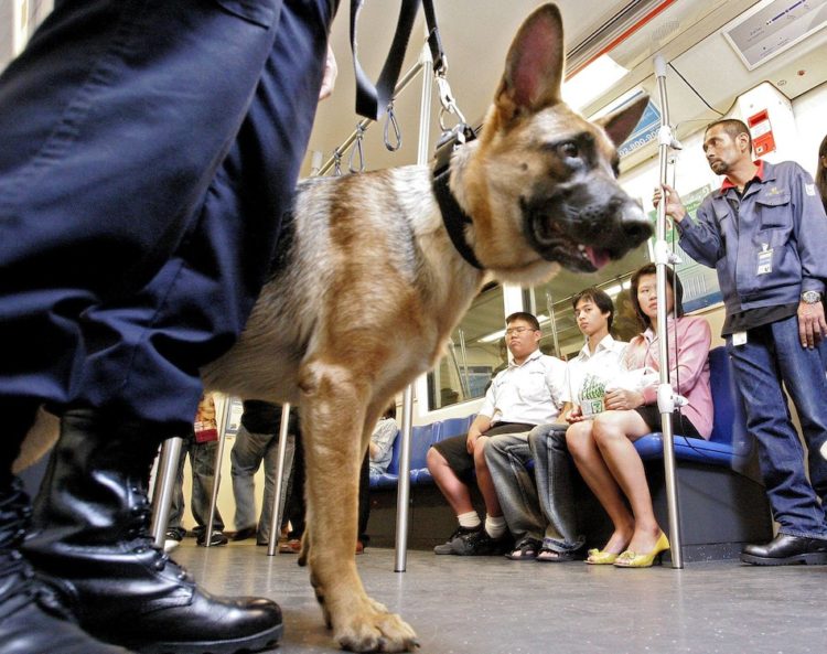 perros-podran-viajar-en-el-metro2