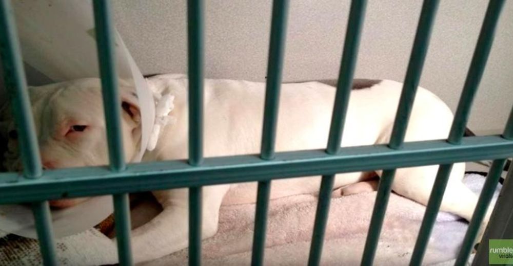 Un pitbull sobrevive después de haber sido accidentalmente envenenado… DOS veces Un pitbull sobrevive después de haber sido accidentalmente envenenado… DOS veces