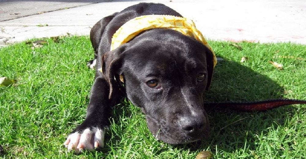El miedo era una barrera tan grande para esta perrita que no podía ni caminar…Pero todo cambió El miedo era una barrera tan grande para esta perrita que no podía ni caminar…Pero todo cambió