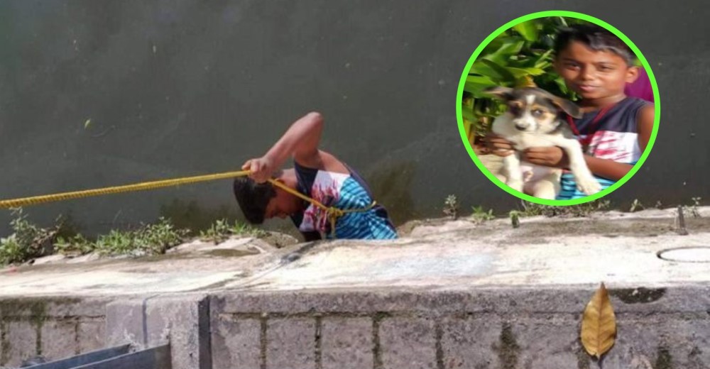 ¡Admirable acto de heroísmo!–A pesar de las dificiltades un niño rescató a un perrito en Malasia ¡Admirable acto de heroísmo!–A pesar de las dificiltades un niño rescató a un perrito en Malasia