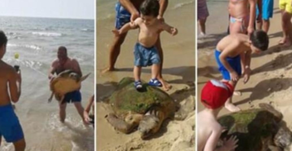 Sacó sin piedad a una tortuga del mar para tomarse fotos pero dos personas la protegieron Sacó sin piedad a una tortuga del mar para tomarse fotos pero dos personas la protegieron