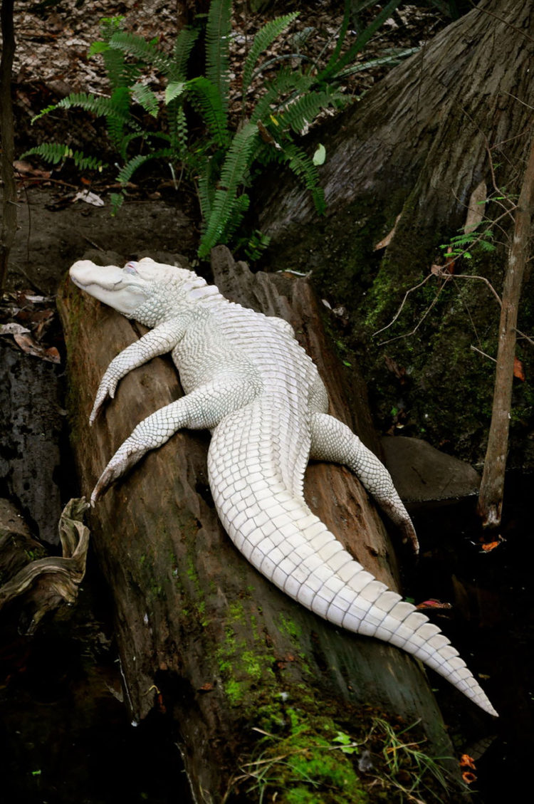 Buho albino espectaculares ojos rojos 6