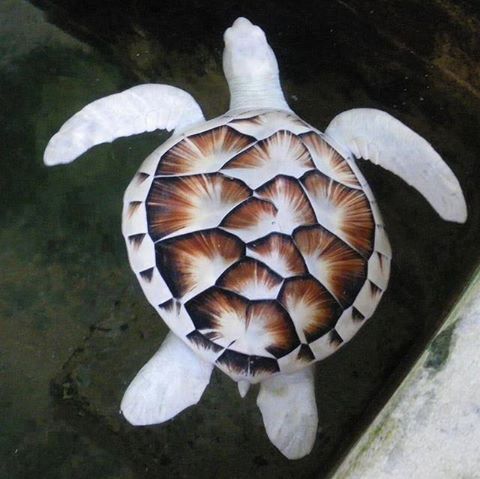 Buho albino espectaculares ojos rojos 8