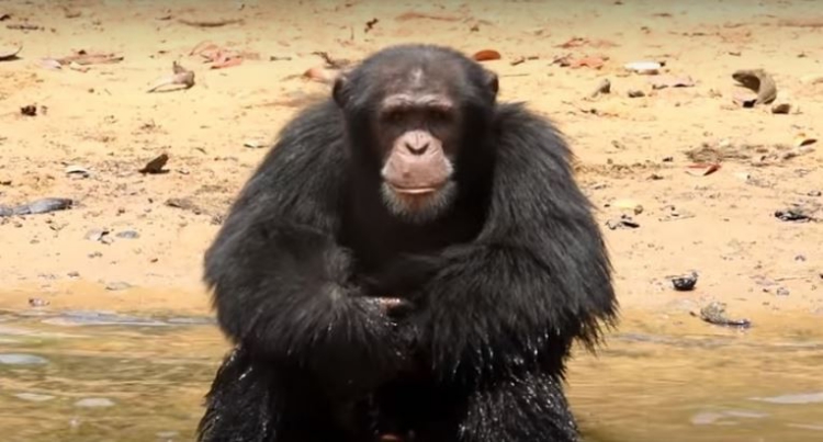 Chimpances-abandonados-Liberia 1