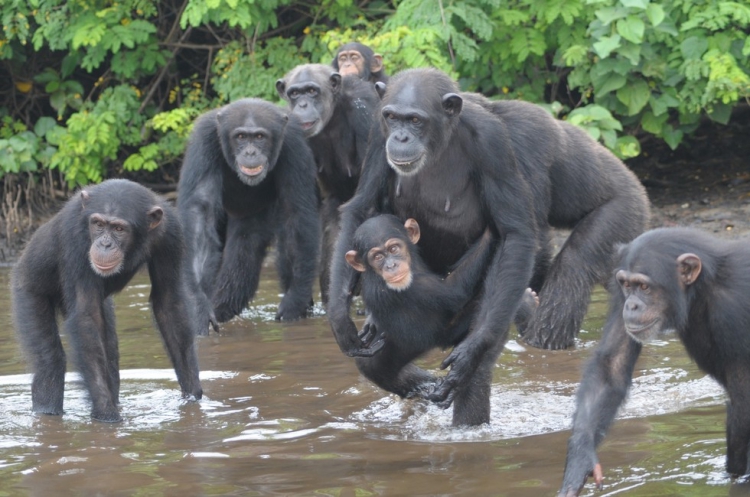 Chimpances-abandonados-Liberia 2