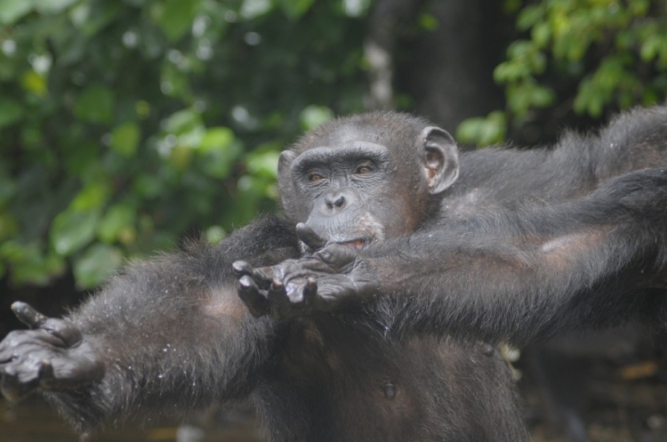 Chimpances-abandonados-Liberia 4