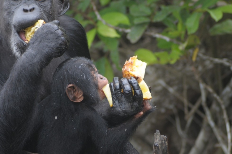 Chimpances-abandonados-Liberia 5