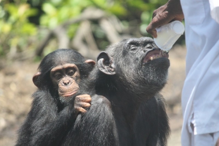 Chimpances-abandonados-Liberia 6