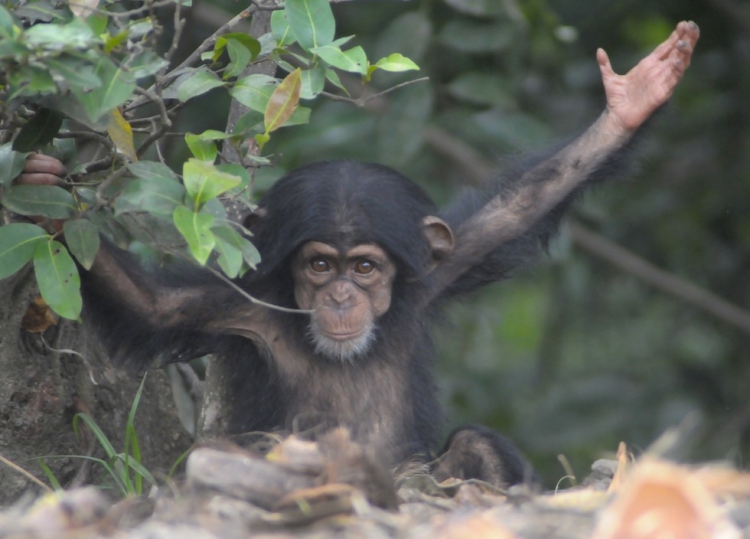 Chimpances-abandonados-Liberia 7