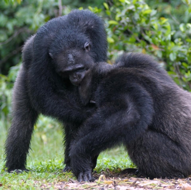 Chimpances-abandonados-Liberia 8