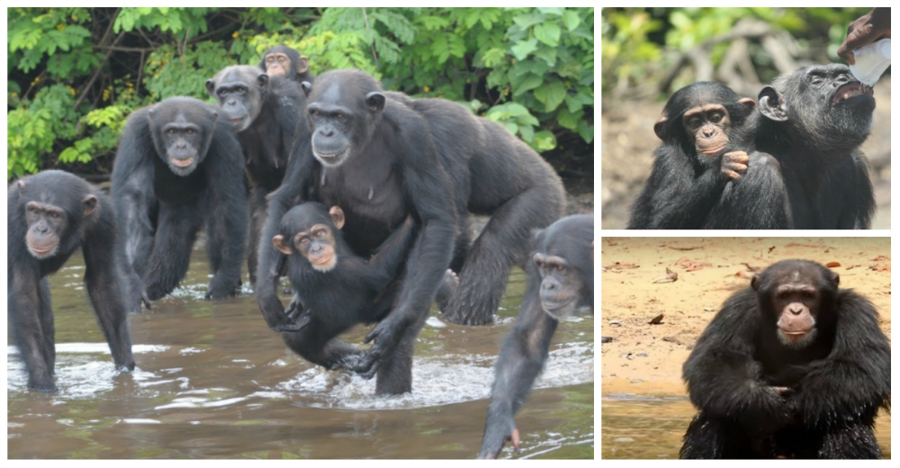 Los 60 chimpancés que abandonaron en una isla tras ser infectados con virus en un laboratorio Los 60 chimpancés que abandonaron en una isla tras ser infectados con virus en un laboratorio
