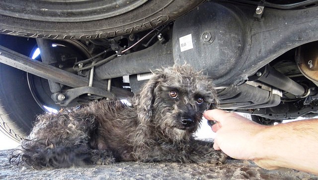 Perrita esconde a su bebé 1