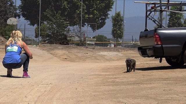 Perrita esconde a su bebé 2