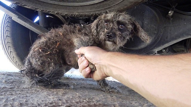 Perrita esconde a su bebé 3