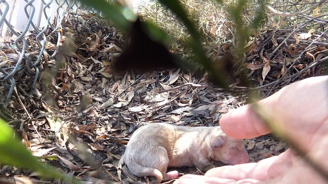 Perrita esconde a su bebé 5