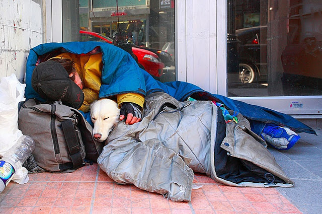 Perros no abandonan a los humanos 26