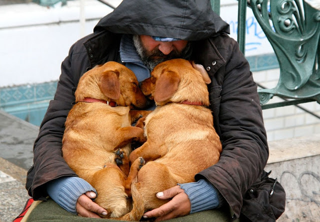 Perros no abandonan a los humanos 28