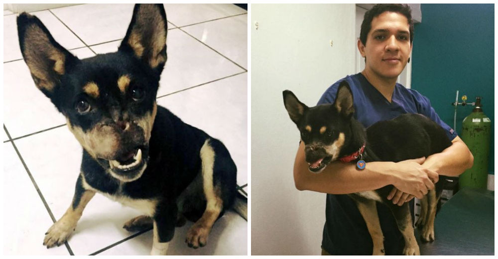 Duke, el perro que tocó miles de corazones tras haber perdido su nariz en un brutal ataque