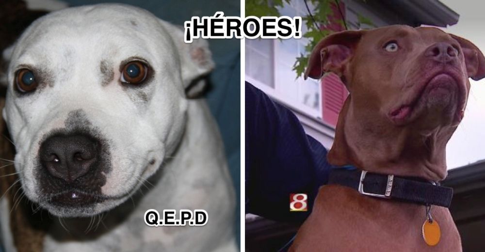 9 leales mascotas salvan a sus humanos de los peores peligros… Hasta dar su VIDA 9 leales mascotas salvan a sus humanos de los peores peligros… Hasta dar su VIDA