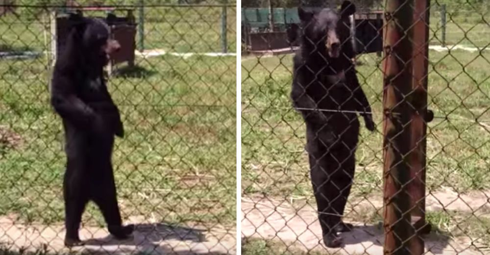 Esta es la terrible realidad que hay detrás del oso que camina «como humano» Esta es la terrible realidad que hay detrás del oso que camina «como humano»