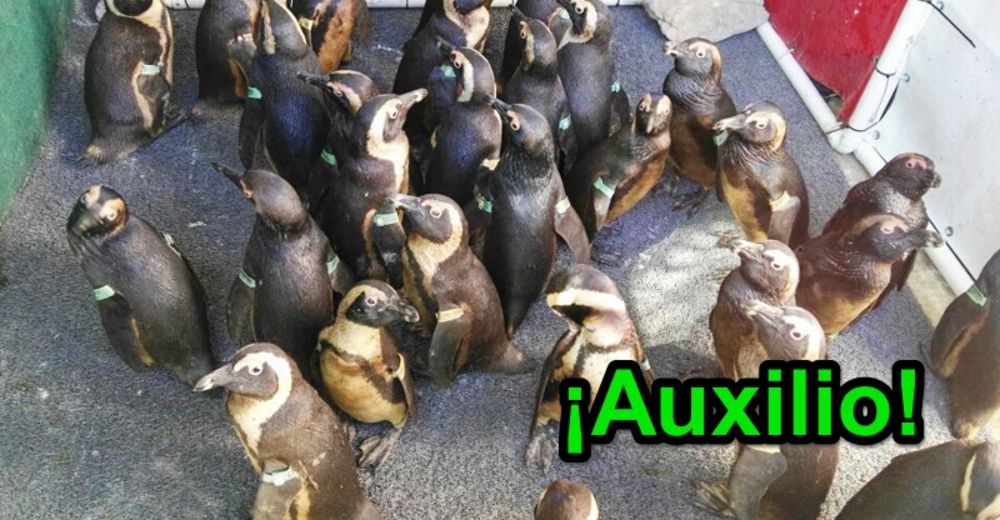 92 pingüinitos cubiertos de aceite reciben el baño que salva sus vidas 92 pingüinitos cubiertos de aceite reciben el baño que salva sus vidas