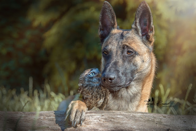 amistad-inusual-fotos-hermosas-perro-belga-y-pequeno-mochuelo-juntos-15