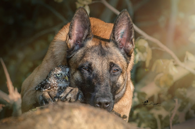 amistad-inusual-fotos-hermosas-perro-belga-y-pequeno-mochuelo-juntos-3