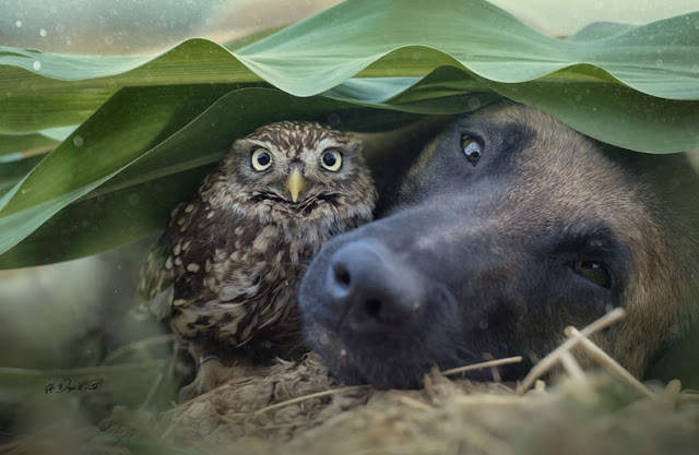 amistad-inusual-fotos-hermosas-perro-belga-y-pequeno-mochuelo-juntos-9