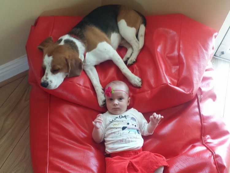 charlie-perro-beagle-cuida-bebe-4