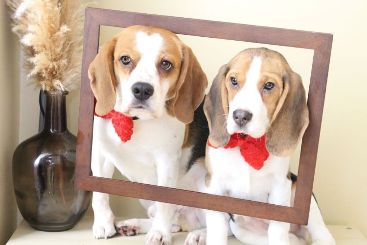 charlie-perro-beagle-cuida-bebe-5