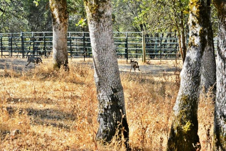 enfermo-perro-encontrado-acurrucado-en-el-portico-se-ocultaba-12