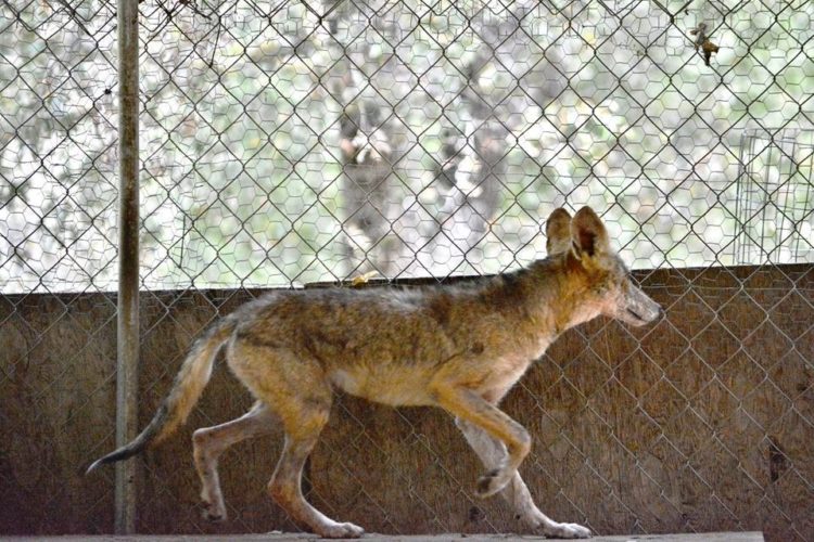 enfermo-perro-encontrado-acurrucado-en-el-portico-se-ocultaba-6