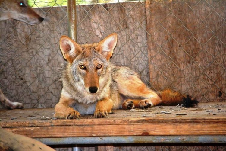 enfermo-perro-encontrado-acurrucado-en-el-portico-se-ocultaba-7