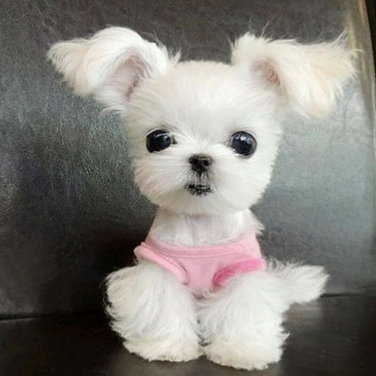 teacup-dogs-11