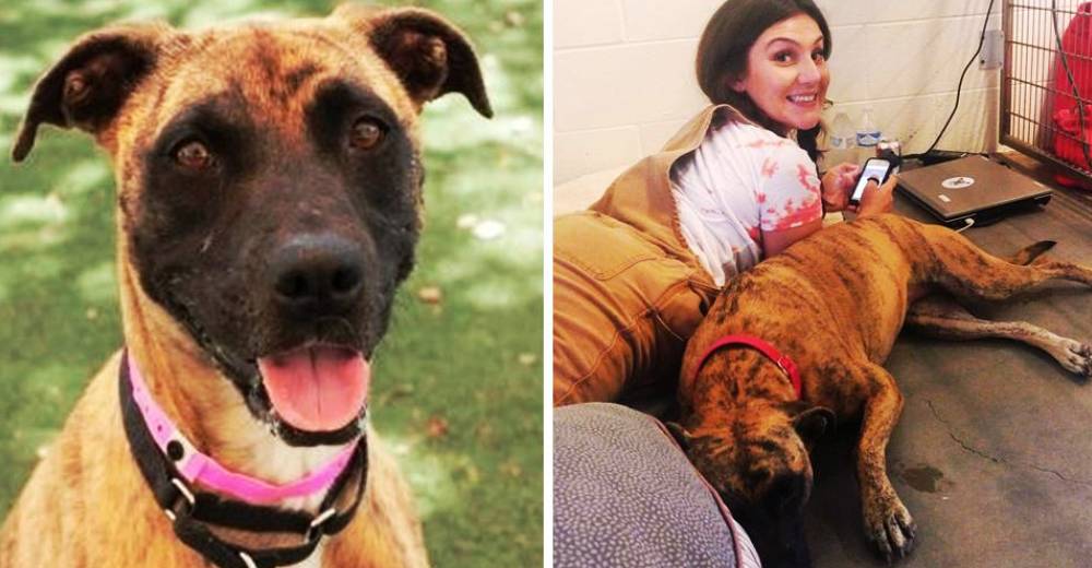 Ella se mudó al refugio para vivir con esta perrita mientras encuentra un hogar… Ella se mudó al refugio para vivir con esta perrita mientras encuentra un hogar…