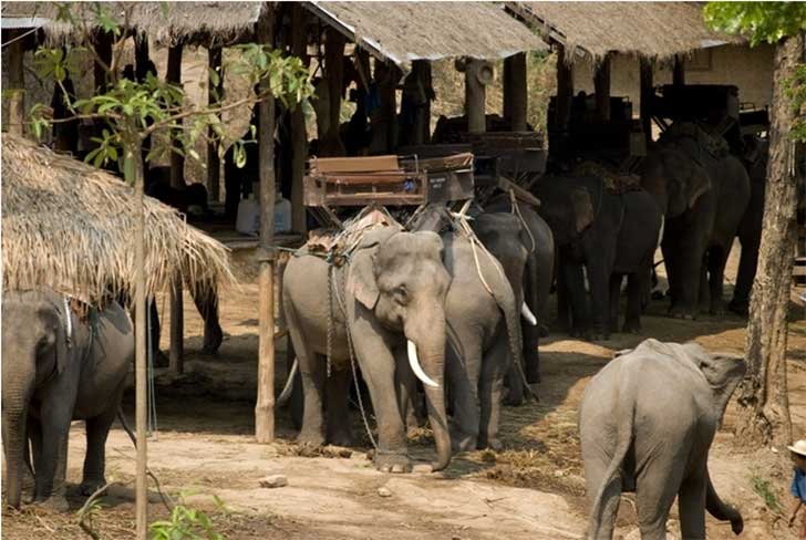 turistas-deben-negarse-a-dar-paseos-en-elefantes-para-librarlos-del-dolor-de-su-alma-rota-11