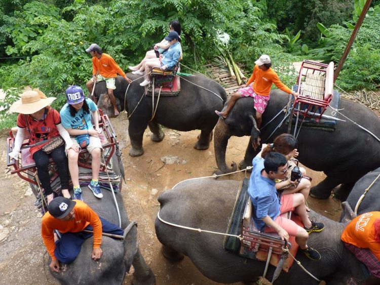turistas-deben-negarse-a-dar-paseos-en-elefantes-para-librarlos-del-dolor-de-su-alma-rota-12