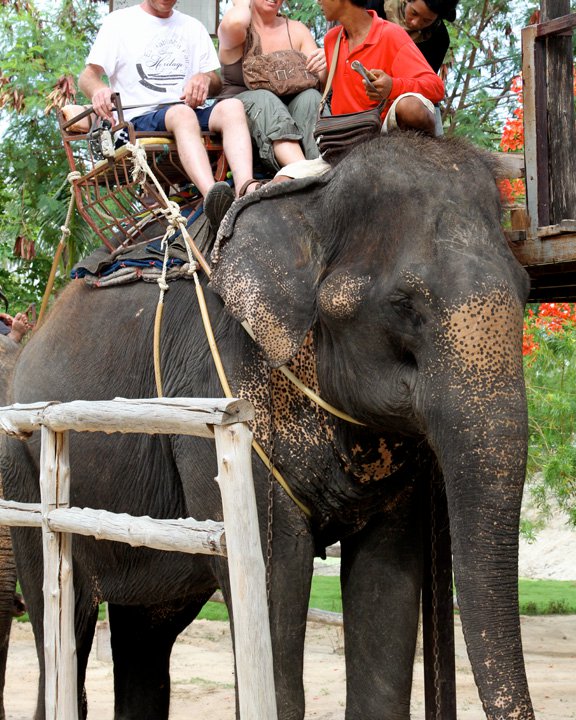 turistas-deben-negarse-a-dar-paseos-en-elefantes-para-librarlos-del-dolor-de-su-alma-rota-13