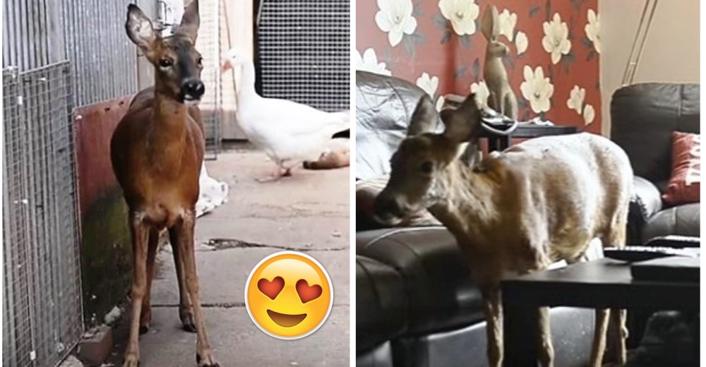 Tome, un pequeño ciervo rescatado que cree que es un perro… Y vive muy feliz así Tome, un pequeño ciervo rescatado que cree que es un perro… Y vive muy feliz así