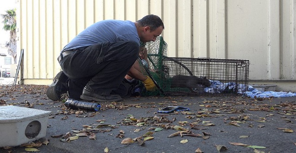 Esta familia de gatos vivía en la calle en un terrible lugar pero el destino les deparó lo mejor