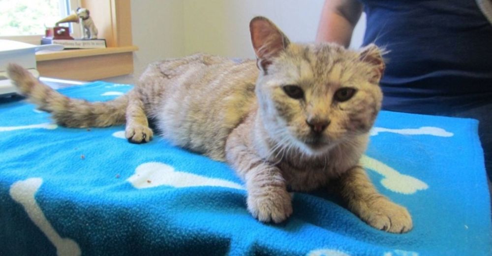 El gato que se perdió en una tormenta de nieve, encuentra su camino a casa 19 MESES DESPUÉS El gato que se perdió en una tormenta de nieve, encuentra su camino a casa 19 MESES DESPUÉS